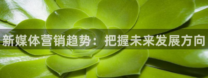 必赢棋盘官网版